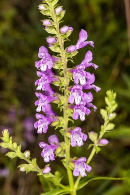 Meadow Sage April 2020